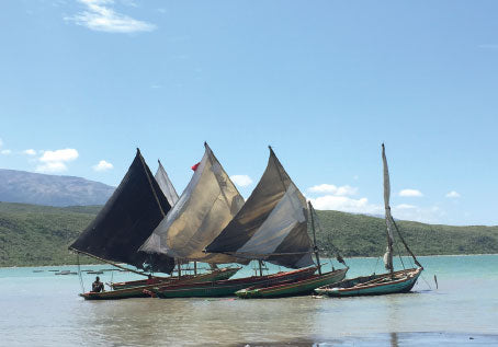 FIELD NOTES : IN SEARCH OF HAITIAN VETIVER